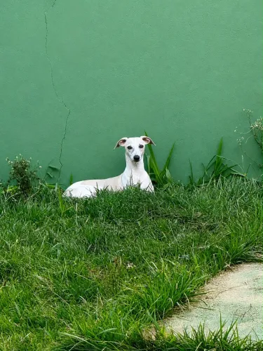 Whippet fêmea 6 meses 
