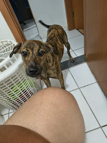 Cadela para doação 