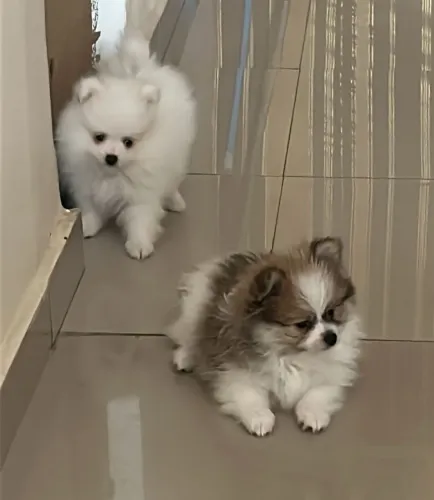 Disponíveis lindos filhotes de Sptys 