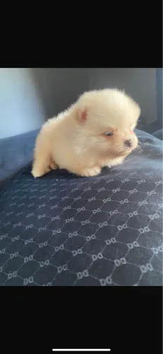 Spitz alemão macho