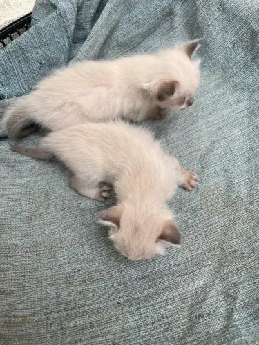 2 gatinha para adoção