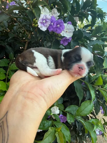 Baby Shih Tzu Feminhas Para Reserva, 12x Nos Cartões!!!