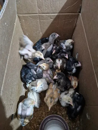 Pintinhos caipira vendo lote 20 unidades