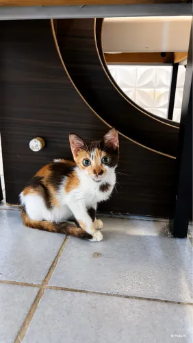 Gatinha tricolor 2 meses para adoção 
