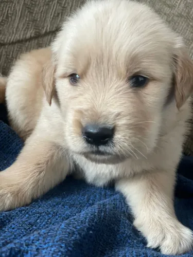 *** GOLDEN RETRIEVER***