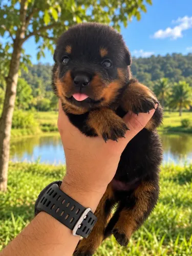 Filhote rottweiler