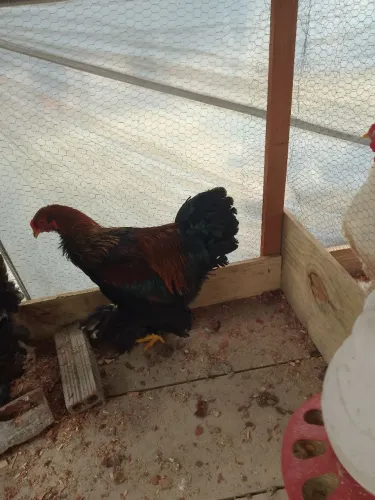 VENDE SE FRANGO.BRAMHA PERDIZ