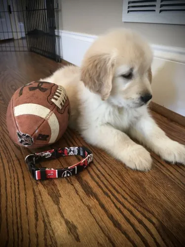 Golden retriever lindo