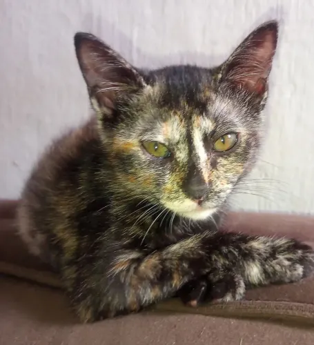 4 gatinhas p doação urgente!!