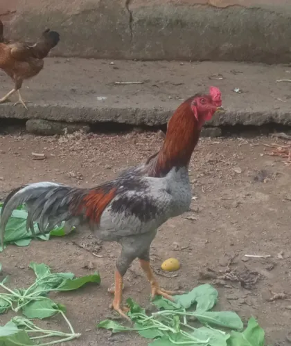 Galo