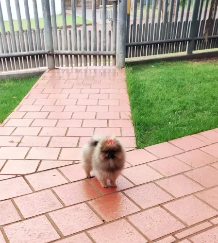 Pomerania fêmea( Spitz alemão)