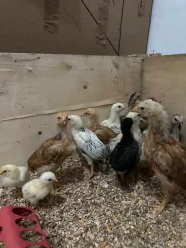 Pintinhos índio mestiço