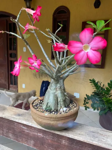 Vasos de plantas maravilhosas 