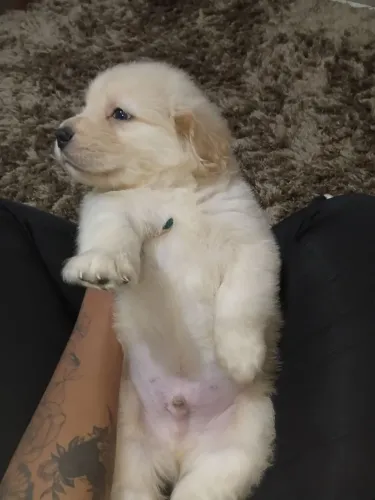 Golden Retriever puro macho