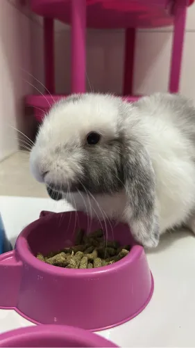 Vendo mini lop fêmea  