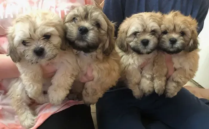 shitzi x poodle lindos e fofinhos