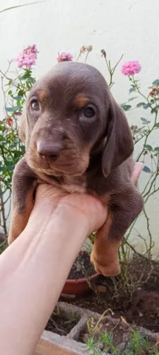 Basset macho chocolate 
