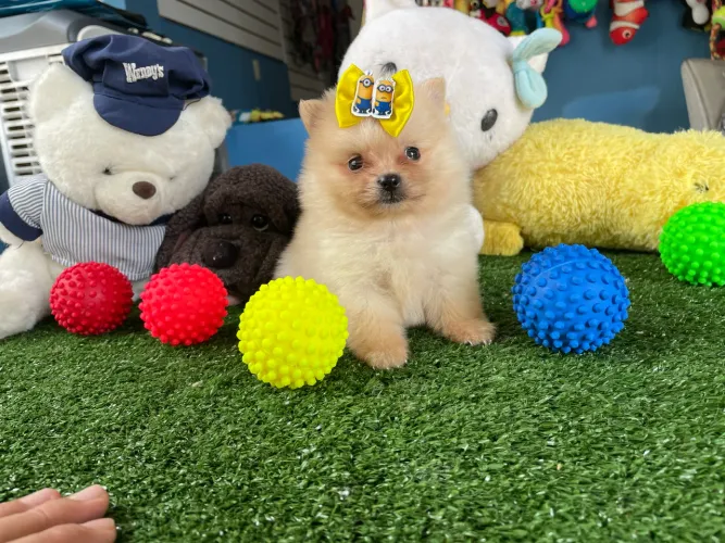 Spitz alemão macho anao $2.200,00