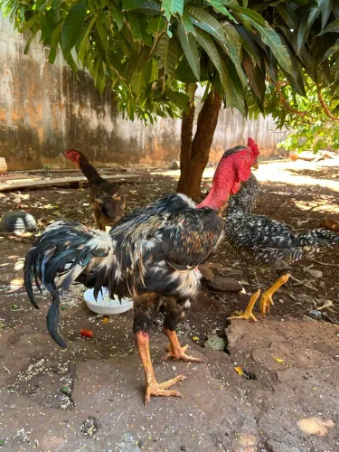Vendo frango caipira