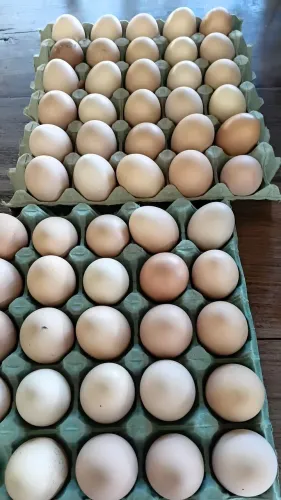 Dúzia de ovos galados galinha brahma