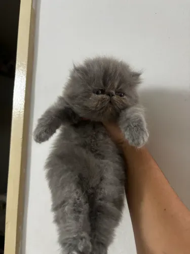 Vendo filhotes de gato persa