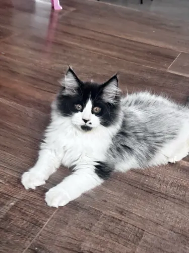 Linda Filhote de Maine Coon