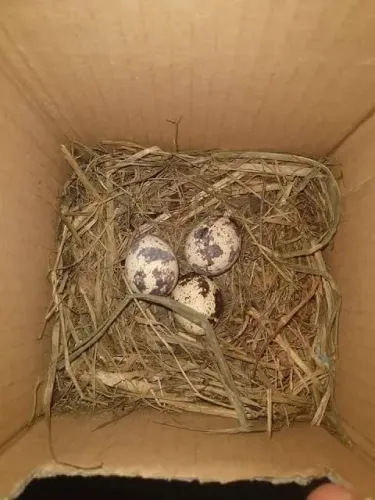 Ovos Férteis de Codorna japonesa 