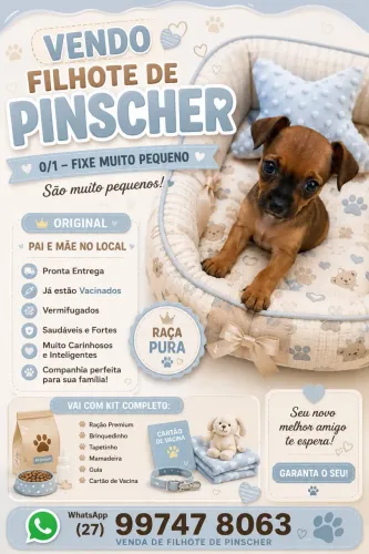 Pinscher filhote original