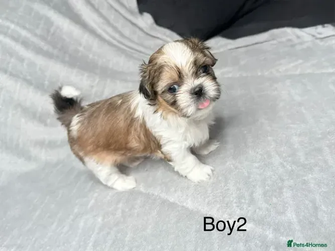 Filhotinhos Shih tzu/ shihtzu alegres e super fofinhos