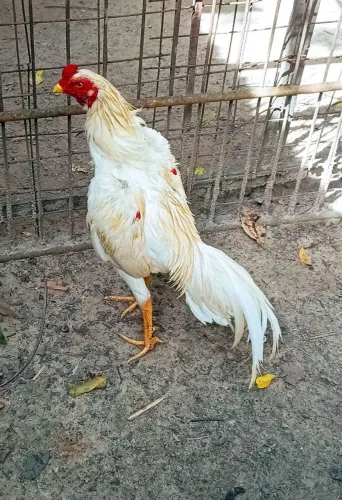 Frango