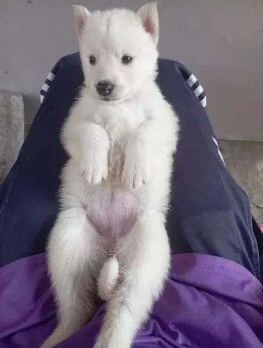 Husky  fêmeas 