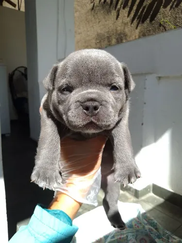 Fêmea American Bully micro 