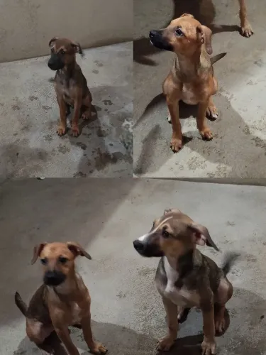 CÃES FILHOTES PARA ADOÇÃO RESPONSÁVEL