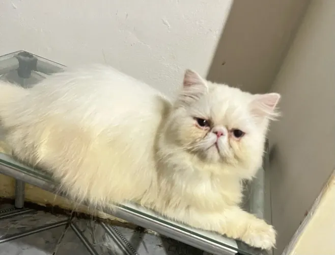 Gatos persas legítimos