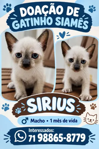 Gatinho doação