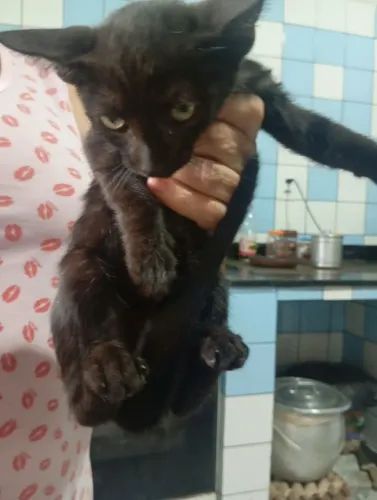 Doação de gatos