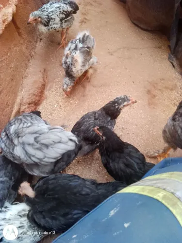 Galinhas e galo 
