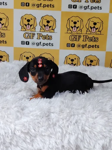 Dashchund , teckel, Basset, salsicha Cofap fêmea 