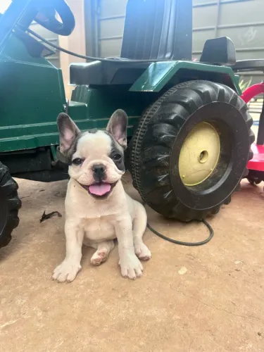 Bulldogue Francês Fêmea