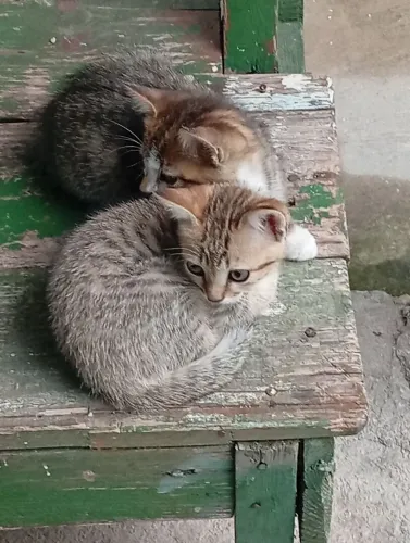 Gatinhos para adoção