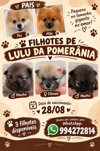 Filhotes de Lulu da Pomerânia 