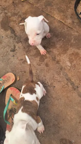 Vende-se filhote de Pitbull 