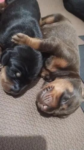 Filhote de dobermann