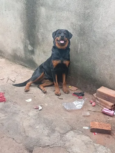 Procuro cachorro macho pra cruza com a minha fêmea