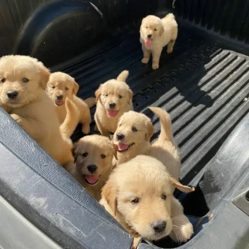 Golden puros fêmeas e machos pedigree entrego e divido