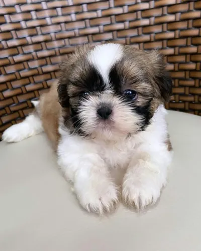 Cachorro disponível 
