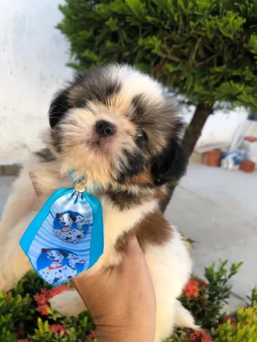 Filhote Shih Tzu macho