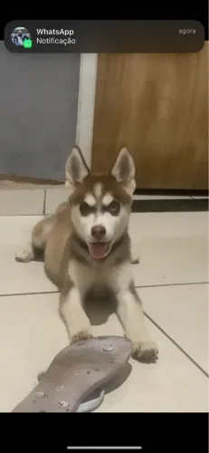 Husky siberiano FÊMEA