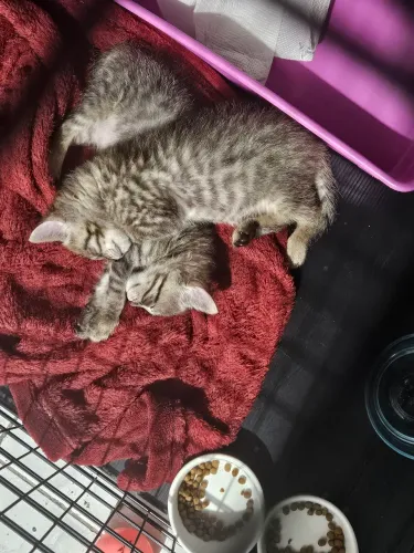 Gatinhas para adoção conjunta