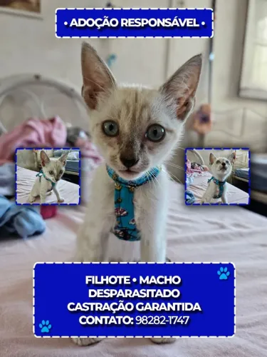 Adoção Responsável